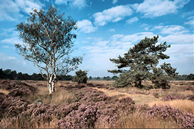 Nationalpark Hoge Kempen