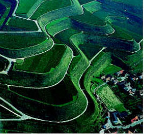 Weinbau-Kaiserstuhl