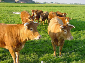 The cows