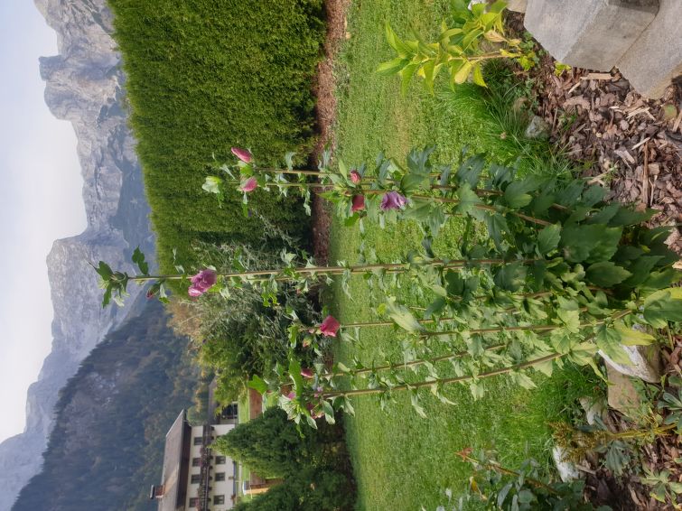 Foto van exterieur van Appartement Werfenweng