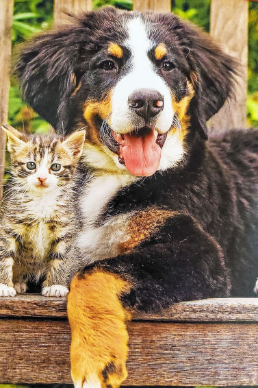 Foto van exterieur van Vakantiehuis Niedernsill
