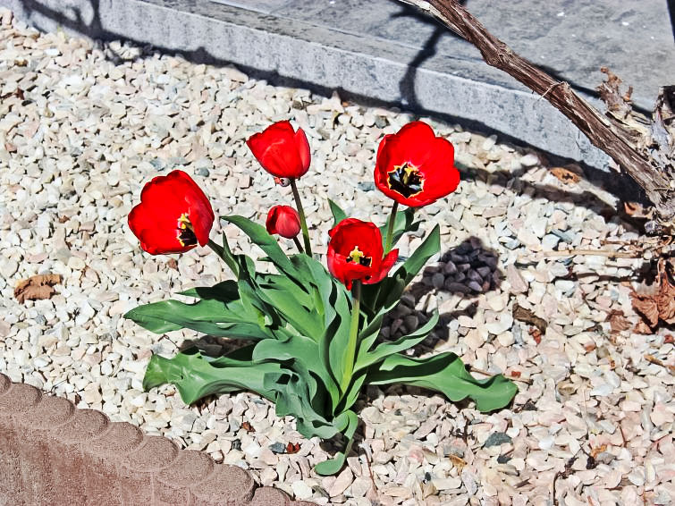 Foto van exterieur van Appartement Oberperfuss