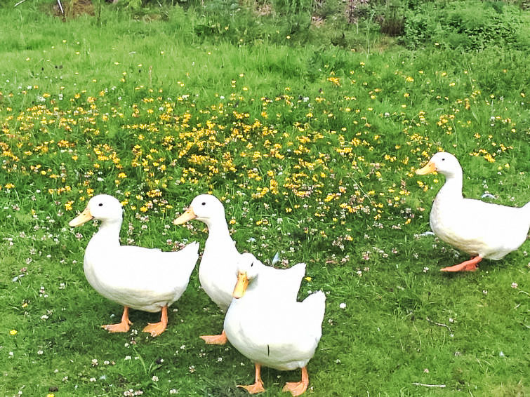 Foto van wonen van Vakantiehuis Balloch