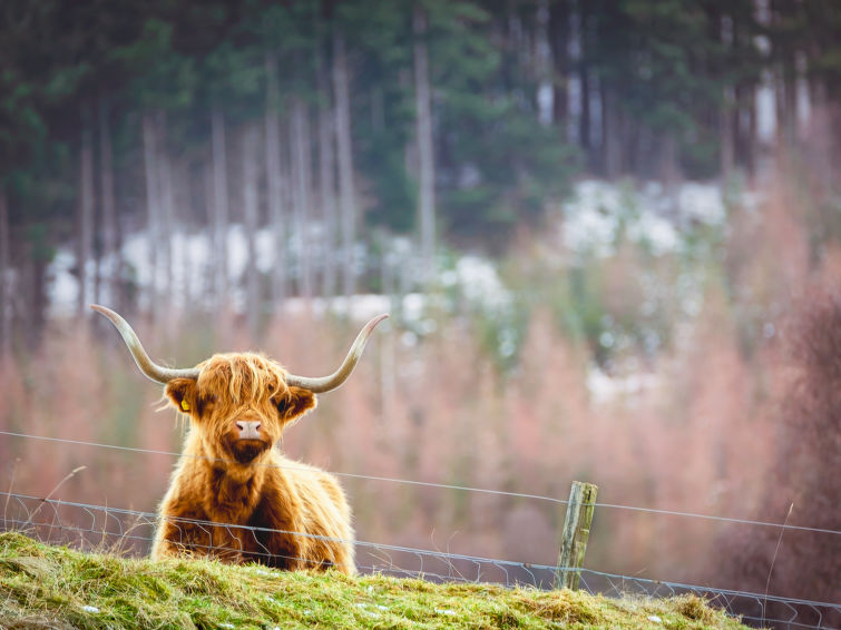 Foto van omgeving van Vakantiehuis Drumnadrochit