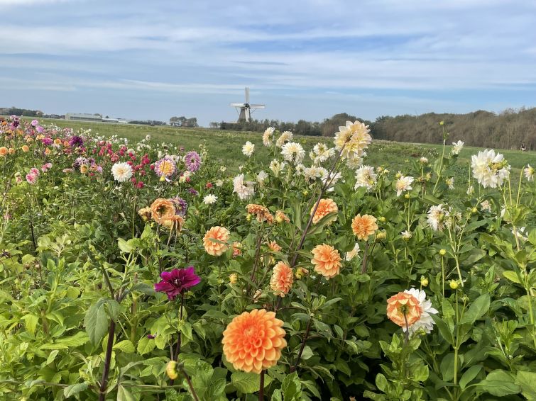 Foto van exterieur van Vakantiehuis 't Zand