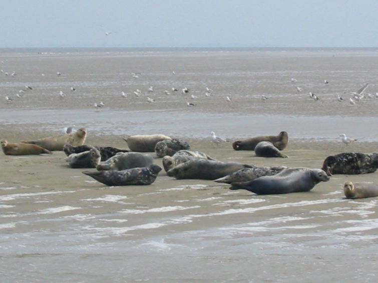 Foto van exterieur van Vakantiehuis Wieringen
