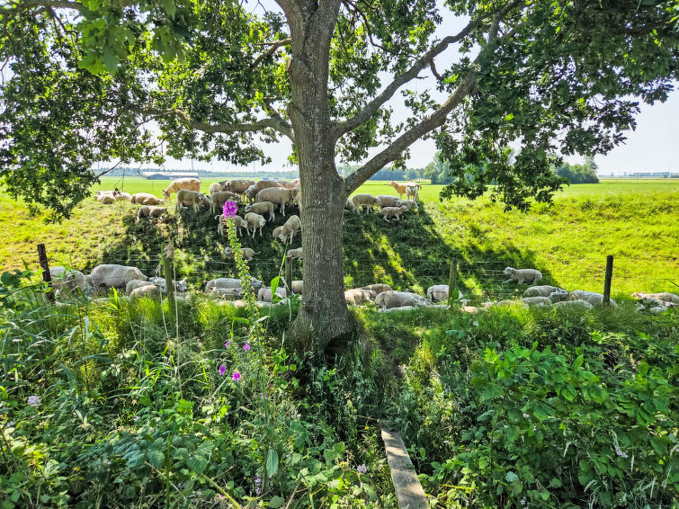 Foto van omgeving van Vakantiehuis Den Oever