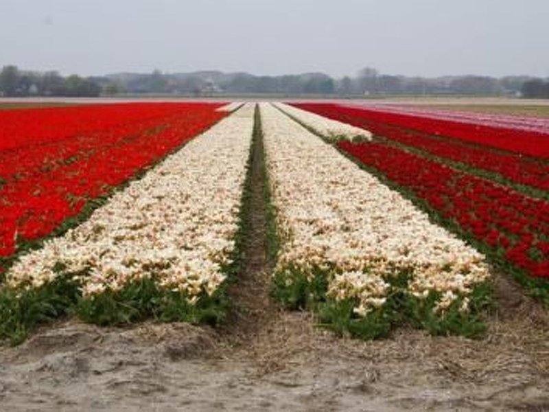 Exterieur NL-NH-0238