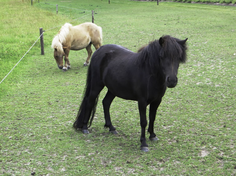 Foto van exterieur van Vakantiehuis Losser Foto van exterieur van Vakantiehuis Losser