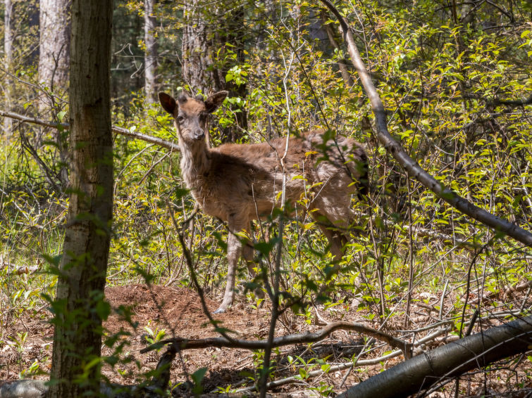 Foto van exterieur van Vakantiehuis Renesse