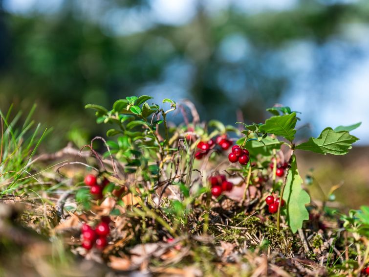 Foto van exterieur van Vakantiehuis Olofström Foto van exterieur van Vakantiehuis Olofström