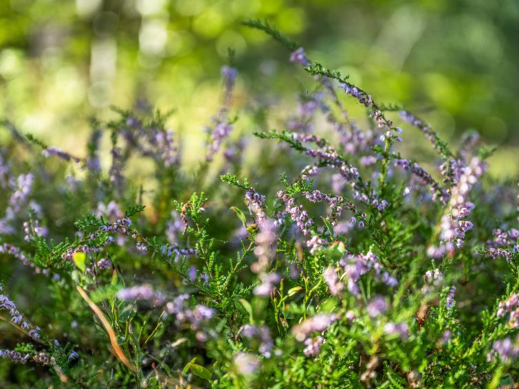 Foto van exterieur van Vakantiehuis Olofström Foto van exterieur van Vakantiehuis Olofström