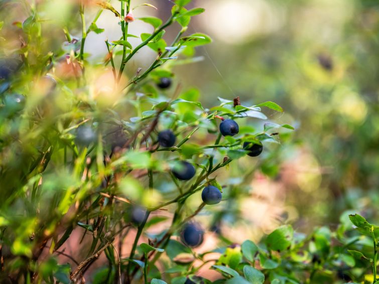 Foto van exterieur van Vakantiehuis Olofström Foto van exterieur van Vakantiehuis Olofström