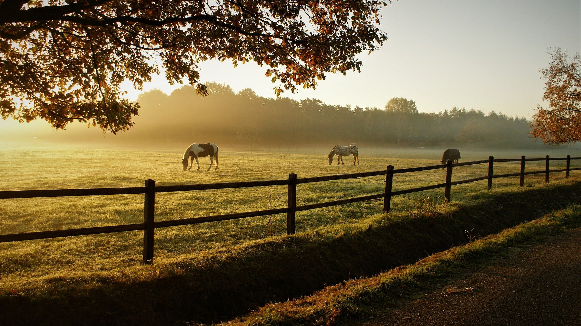 Met je paard-pony naar de Achterhoek