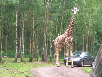 Dieren/safaripark Monde Sauvage