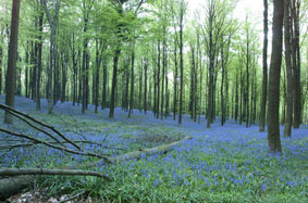 Bloemenpracht in het Brakelbos bij Brakel