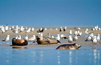 Baie de la Somme