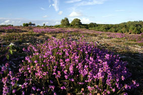 New Forest National Park