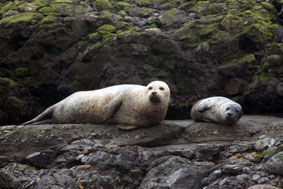 Dieren spotten