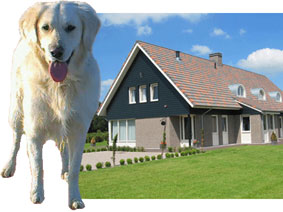 een huisdiervriendelijk huisje huren met je hond