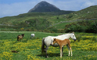 Connemara Pony