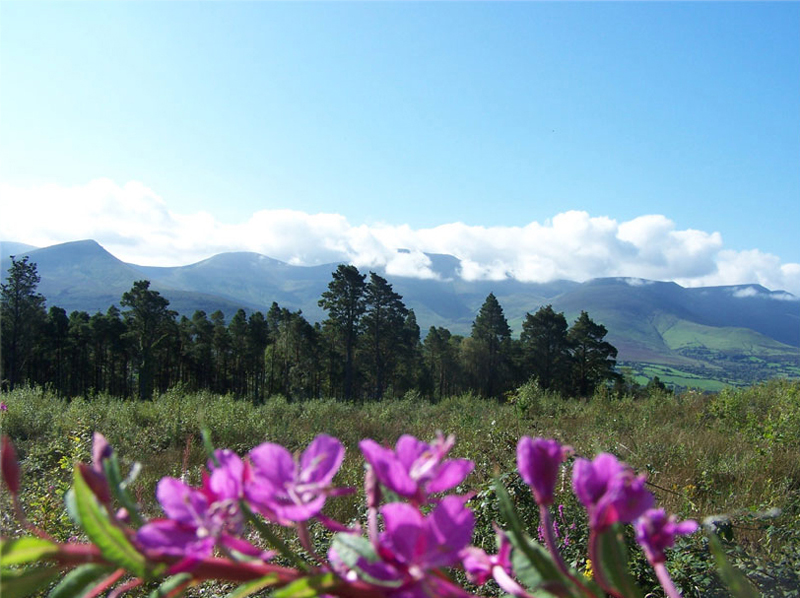 Glen of Aherlow