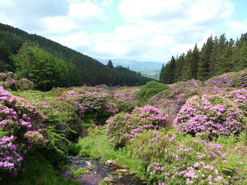 Knockmealdown