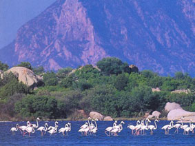 Flamingo's kijken bij het meer van Stagno di San Teodoro