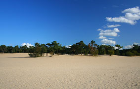 Natuurgebied de Loonse en Drunense duinen