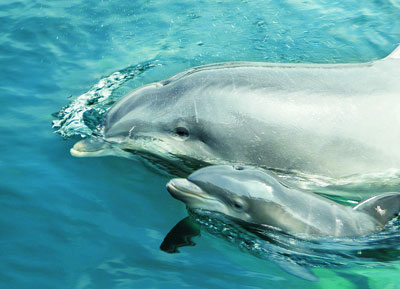 Dolfinarium, Hardewijk, huur een vakantiehuisje aan het Veluwemeer