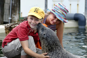 Zeehonden bij de Neeltje Jans